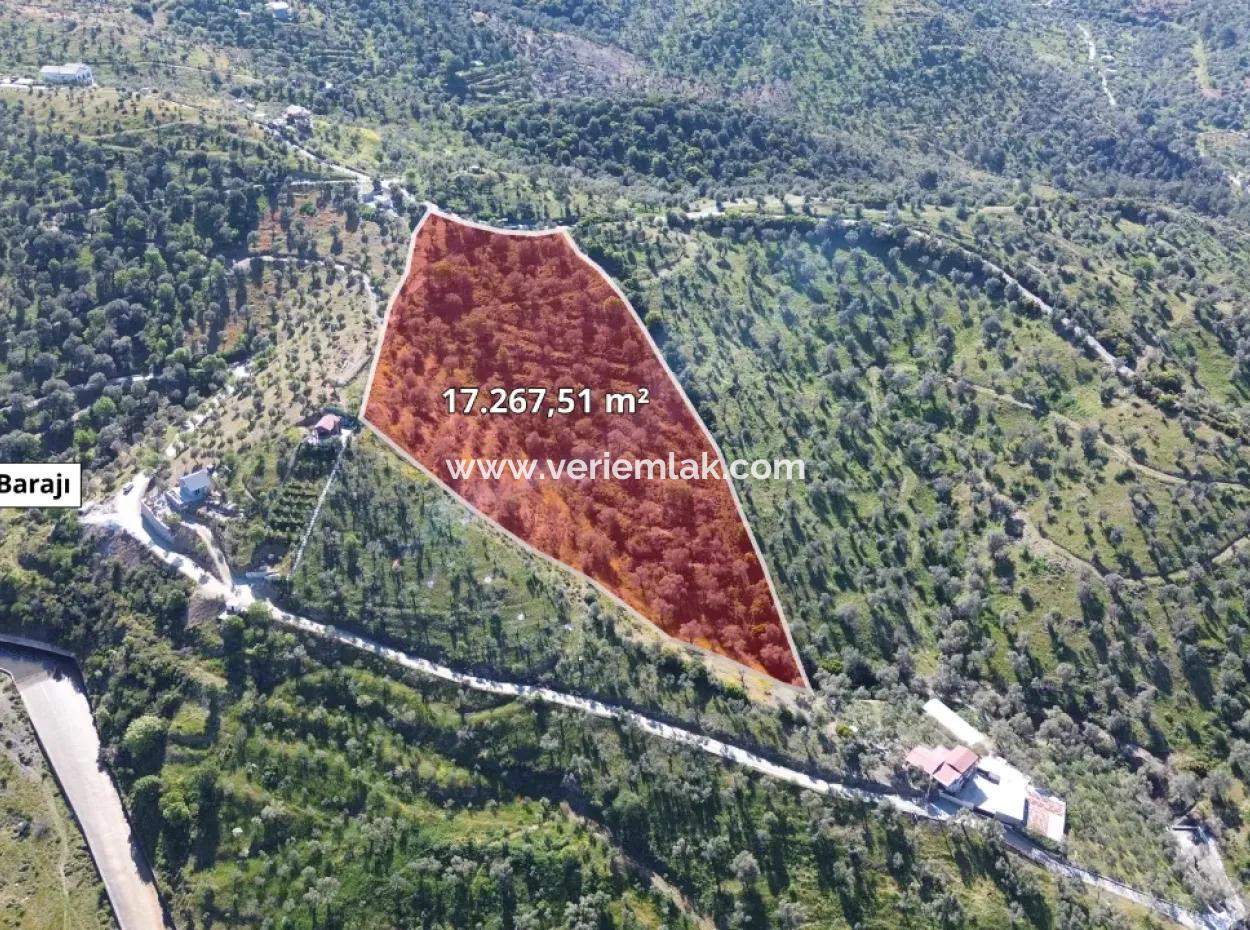 Olives For Sale In Seferihisar Ulamış | Valley And Lake View