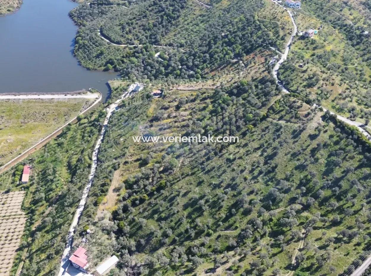 Olives For Sale In Seferihisar Ulamış | Valley And Lake View