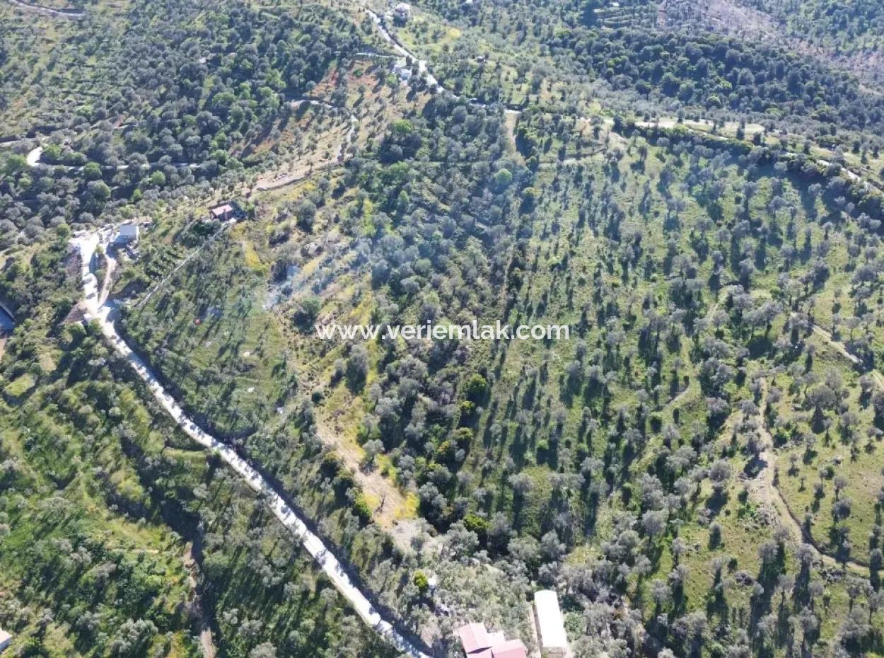Olives For Sale In Seferihisar Ulamış | Valley And Lake View