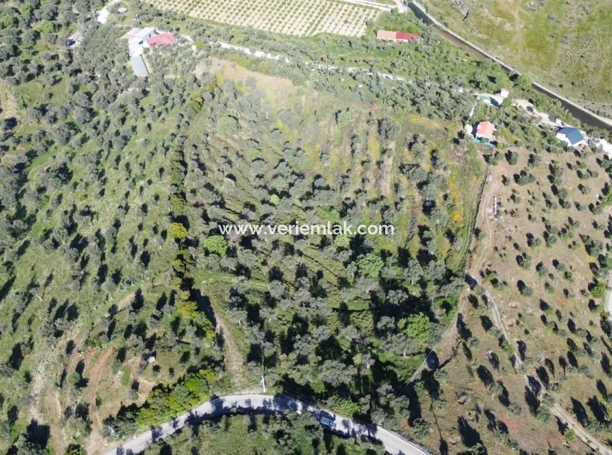 Olives For Sale In Seferihisar Ulamış | Valley And Lake View
