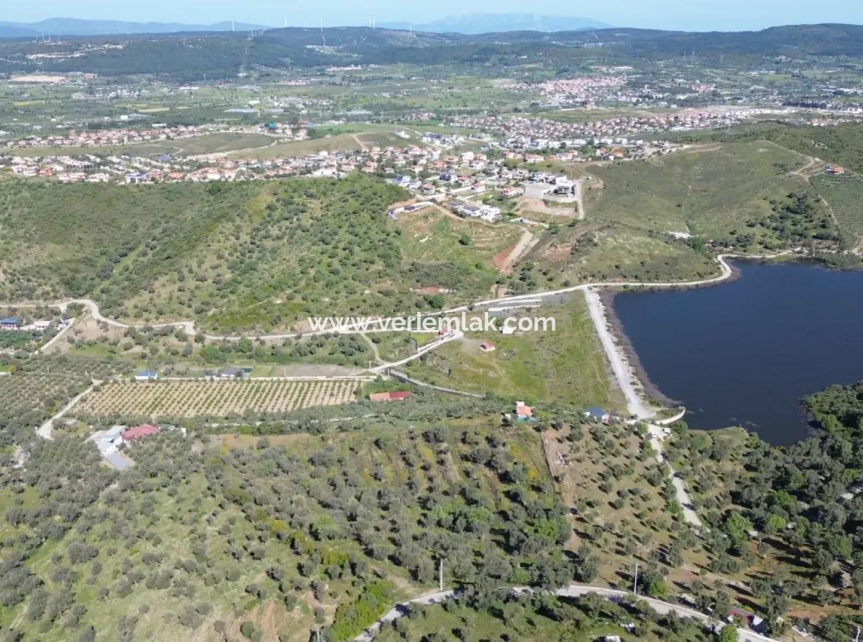 Olives For Sale In Seferihisar Ulamış | Valley And Lake View