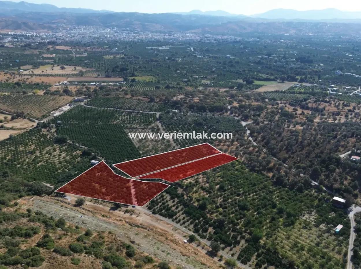 12.901 M² Tangerine Garden In Seferihisar Sığacık Taşdibi Area