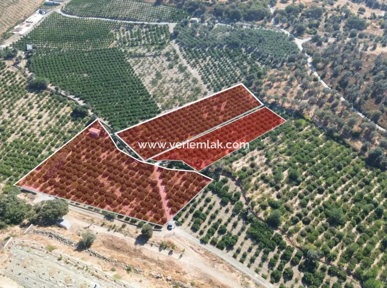 12.901 M² Tangerine Garden In Seferihisar Sığacık Taşdibi Area