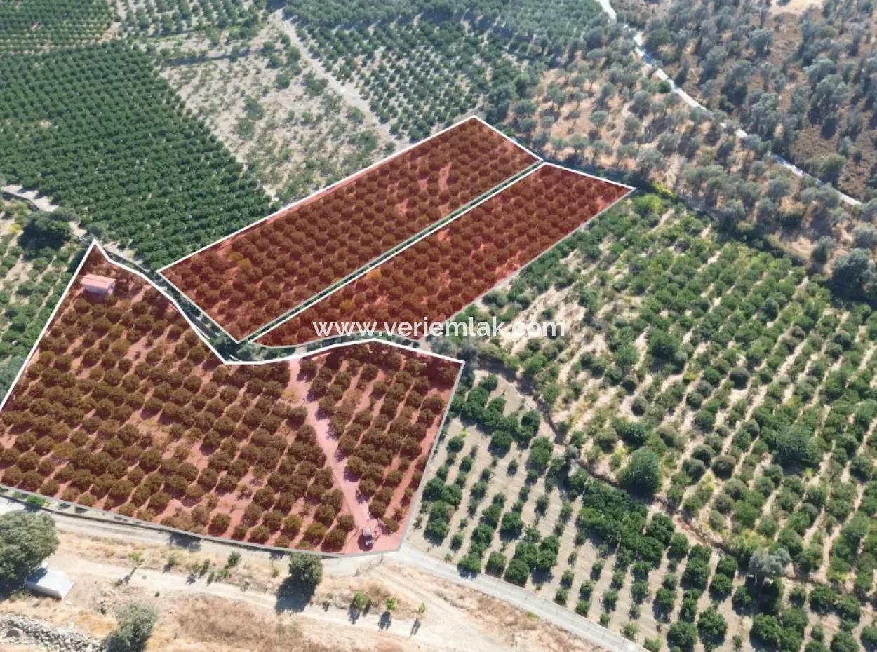12.901 M² Tangerine Garden In Seferihisar Sığacık Taşdibi Area