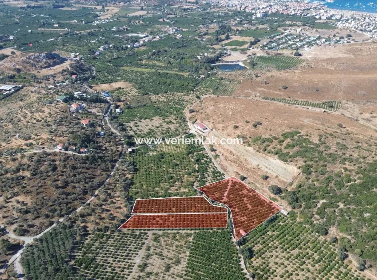 12.901 M² Tangerine Garden In Seferihisar Sığacık Taşdibi Area