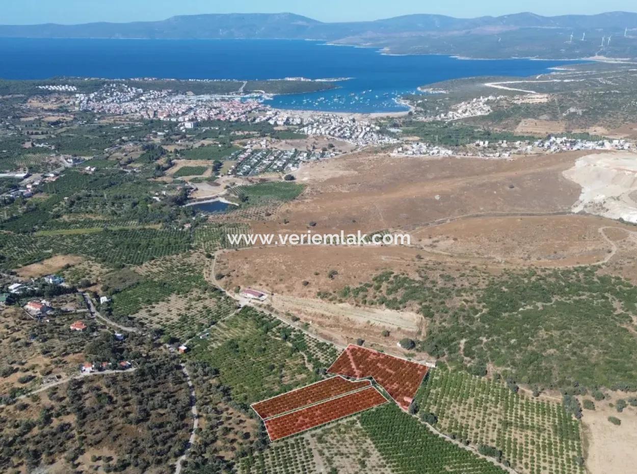 12.901 M² Tangerine Garden In Seferihisar Sığacık Taşdibi Area