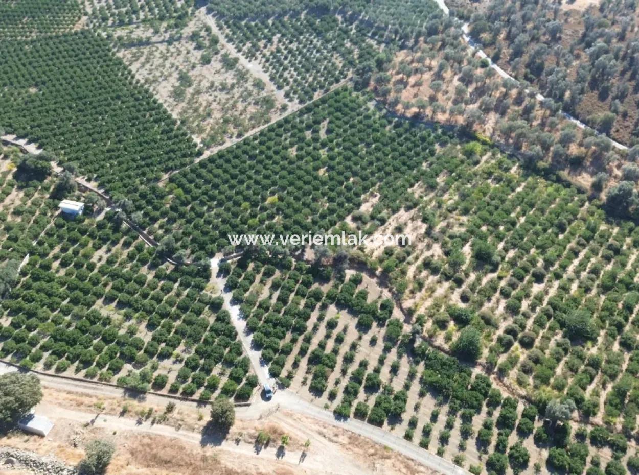 12.901 M² Tangerine Garden In Seferihisar Sığacık Taşdibi Area