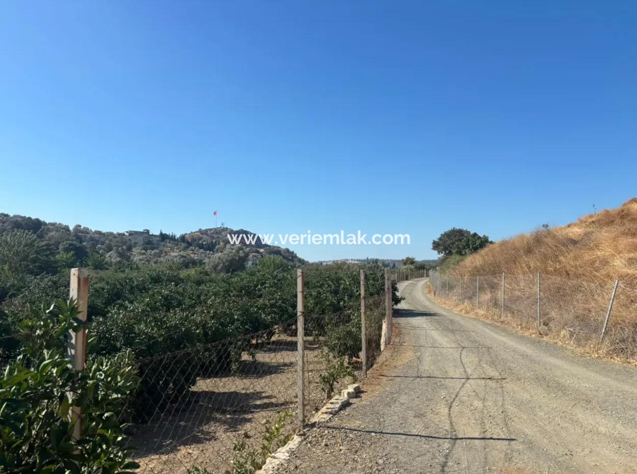 12.901 M² Tangerine Garden In Seferihisar Sığacık Taşdibi Area