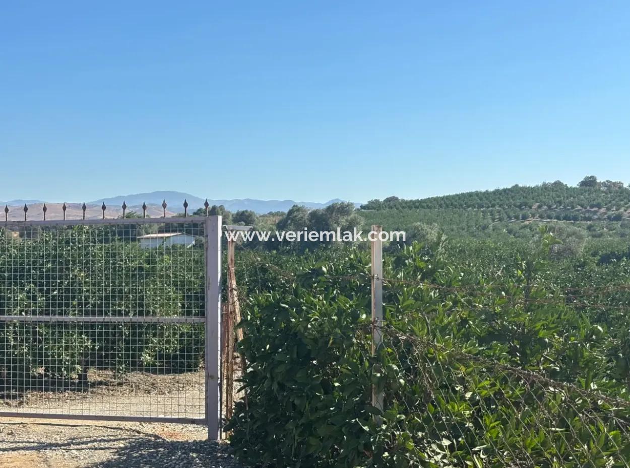 12.901 M² Tangerine Garden In Seferihisar Sığacık Taşdibi Area