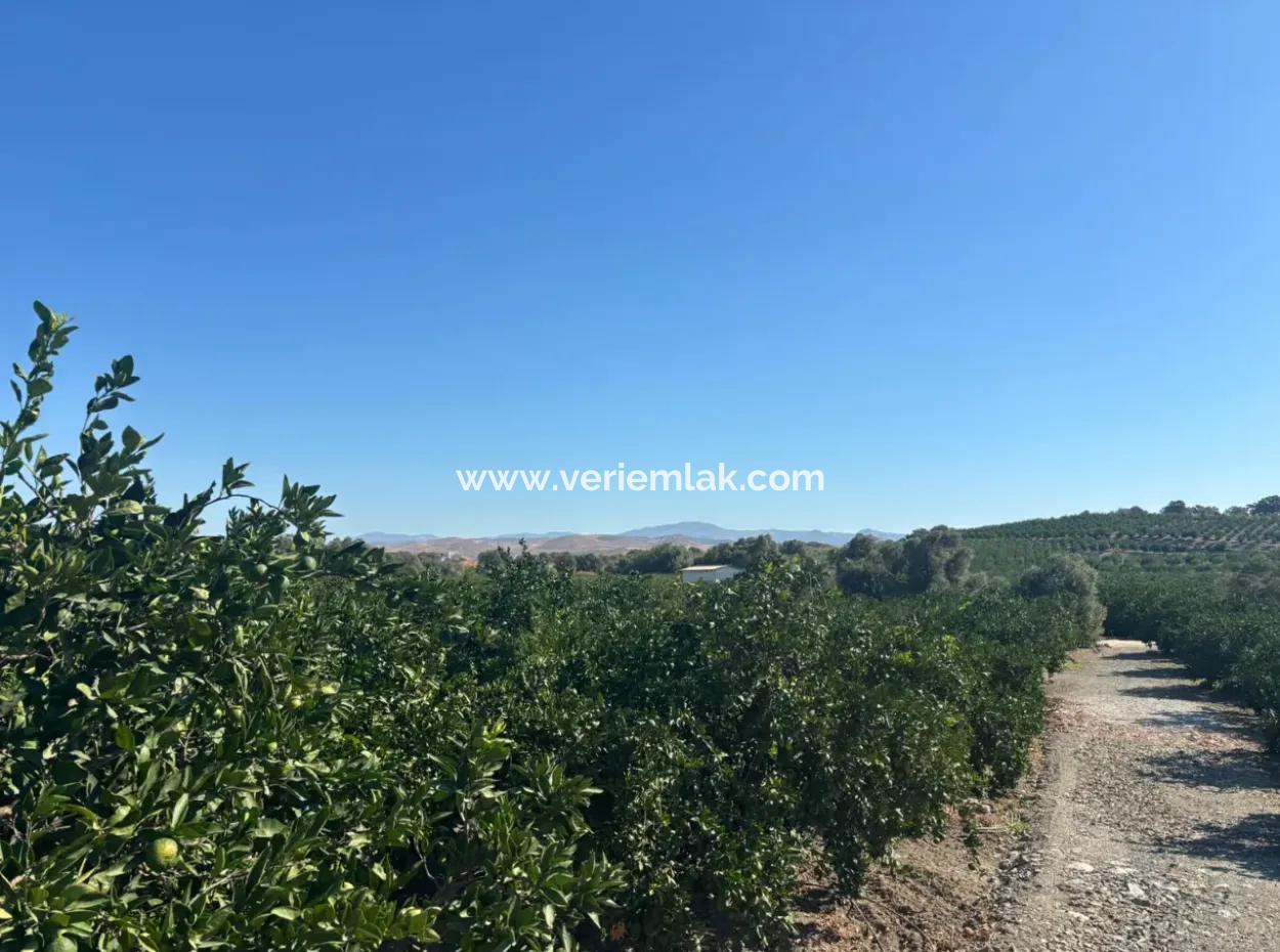 12.901 M² Tangerine Garden In Seferihisar Sığacık Taşdibi Area