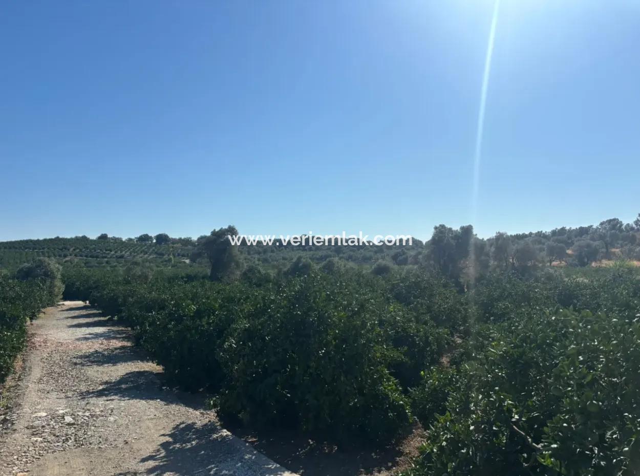 12.901 M² Tangerine Garden In Seferihisar Sığacık Taşdibi Area