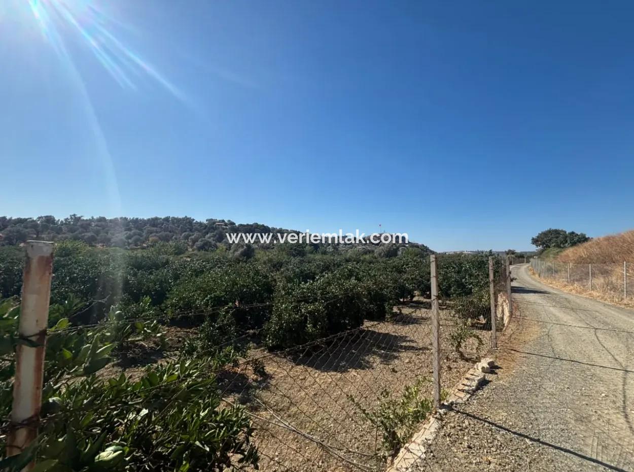 12.901 M² Tangerine Garden In Seferihisar Sığacık Taşdibi Area