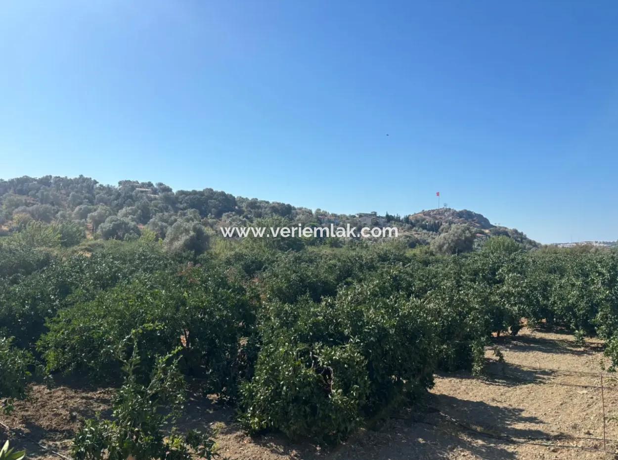 12.901 M² Tangerine Garden In Seferihisar Sığacık Taşdibi Area