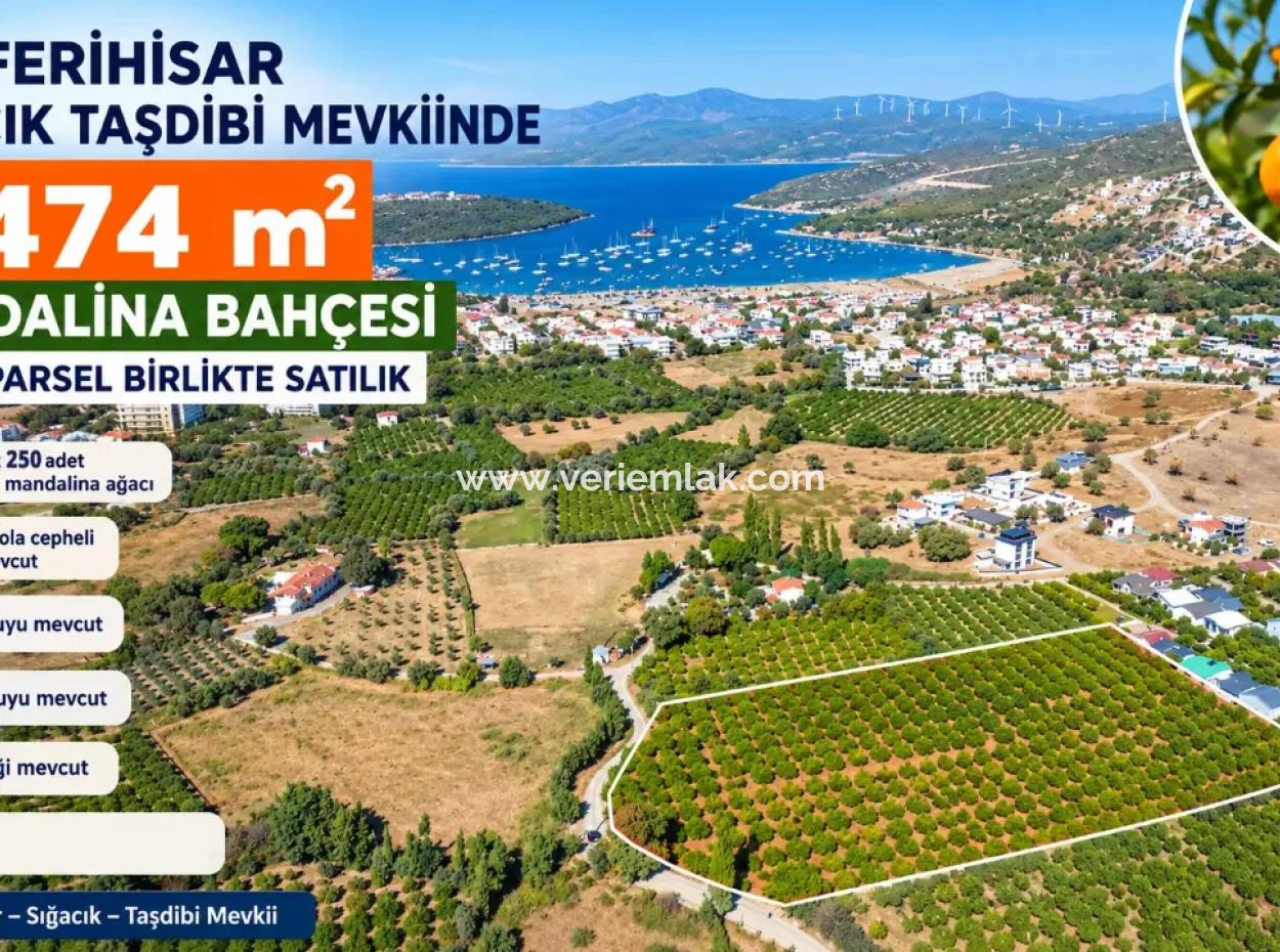 6.474 M² Tangerine Orchard In Seferihisar Siğacik Karagöl – Taşdibi Locality