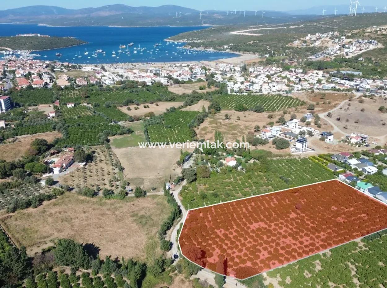 6.474 M² Tangerine Orchard In Seferihisar Siğacik Karagöl – Taşdibi Locality