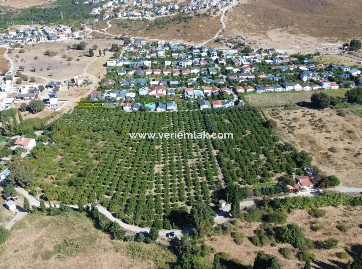 6.474 M² Tangerine Orchard In Seferihisar Siğacik Karagöl – Taşdibi Locality