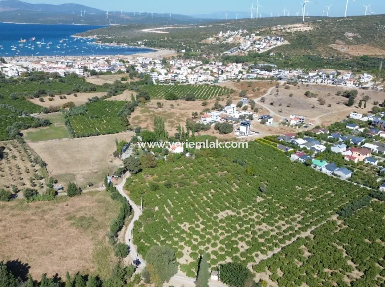 6.474 M² Tangerine Orchard In Seferihisar Siğacik Karagöl – Taşdibi Locality