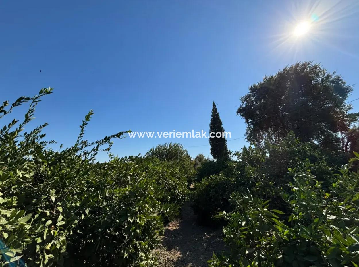 6.474 M² Tangerine Orchard In Seferihisar Siğacik Karagöl – Taşdibi Locality