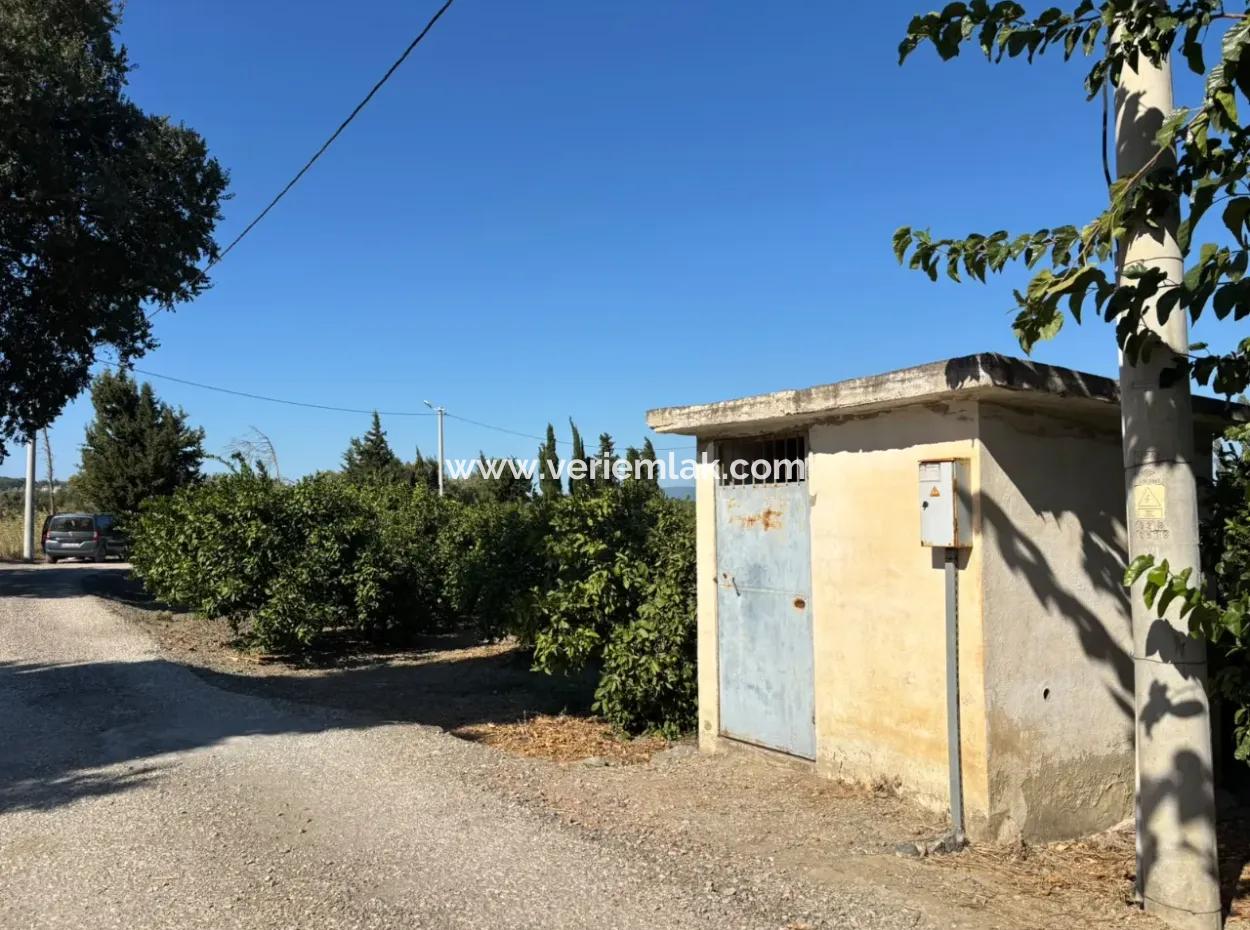 6.474 M² Tangerine Orchard In Seferihisar Siğacik Karagöl – Taşdibi Locality