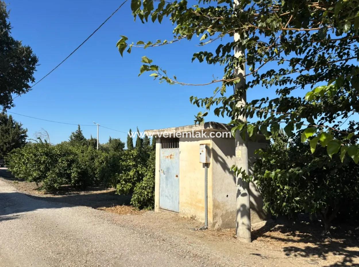 6.474 M² Tangerine Orchard In Seferihisar Siğacik Karagöl – Taşdibi Locality