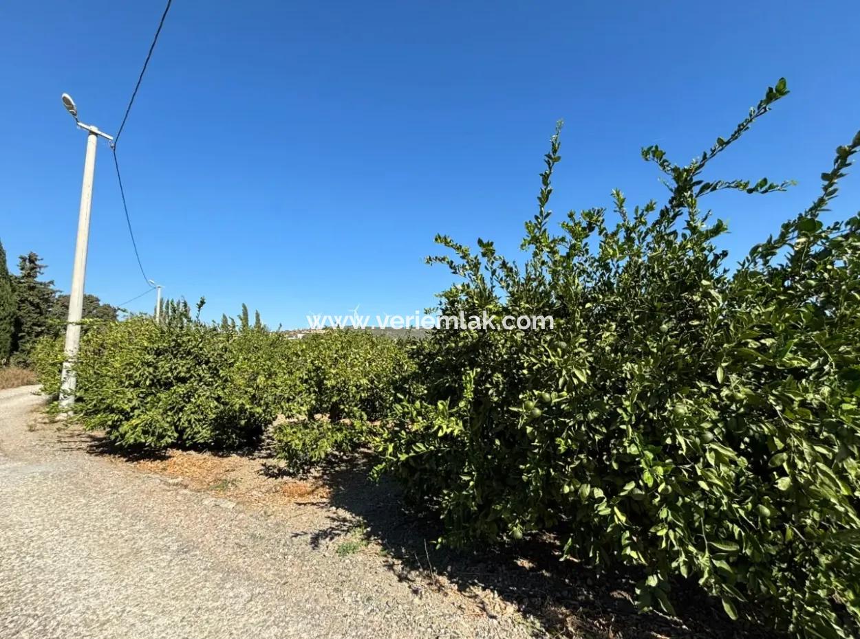 6.474 M² Tangerine Orchard In Seferihisar Siğacik Karagöl – Taşdibi Locality