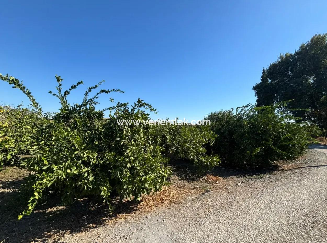 6.474 M² Tangerine Orchard In Seferihisar Siğacik Karagöl – Taşdibi Locality