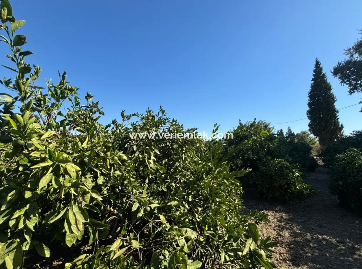 6.474 M² Tangerine Orchard In Seferihisar Siğacik Karagöl – Taşdibi Locality