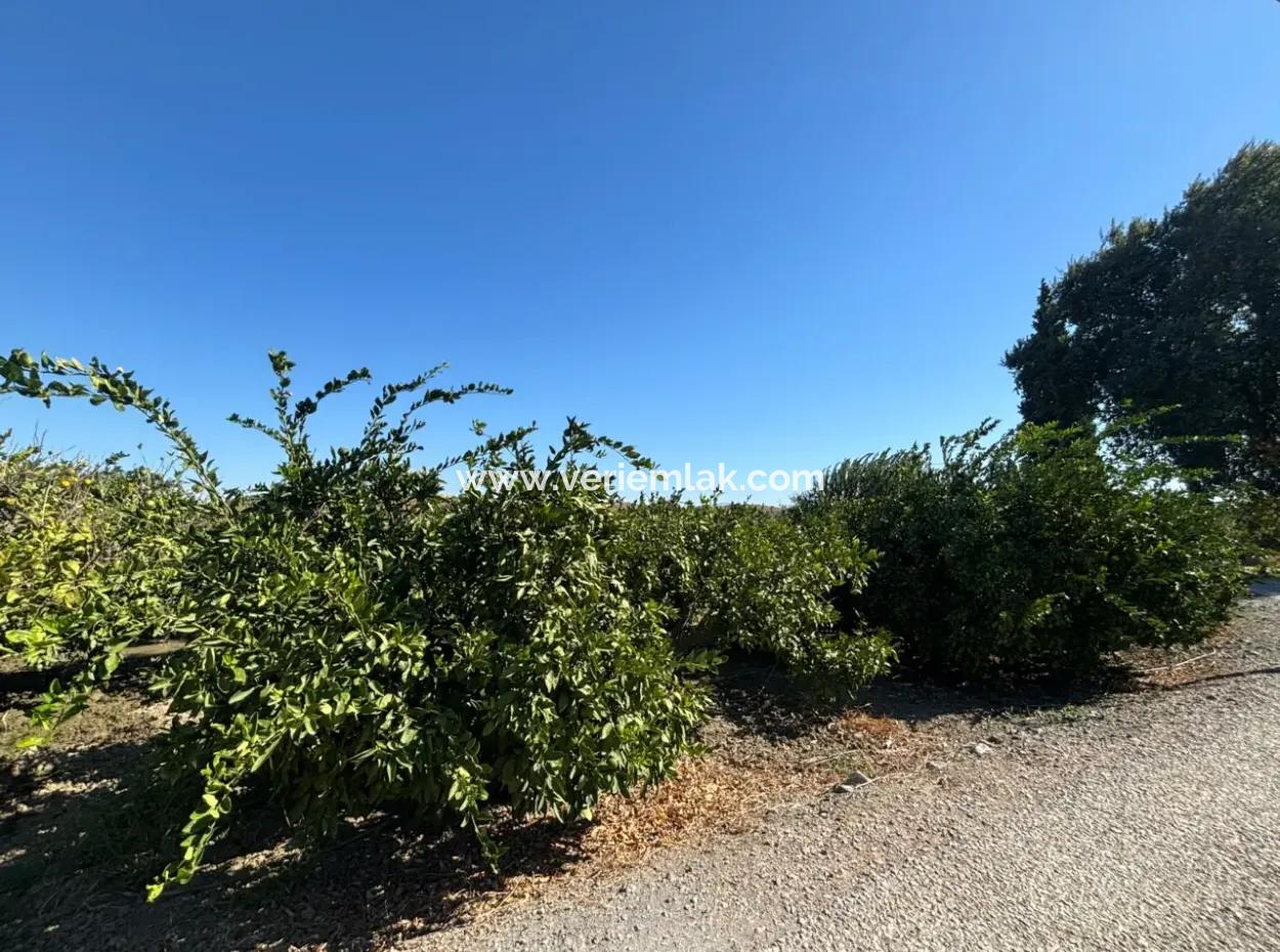 6.474 M² Tangerine Orchard In Seferihisar Siğacik Karagöl – Taşdibi Locality