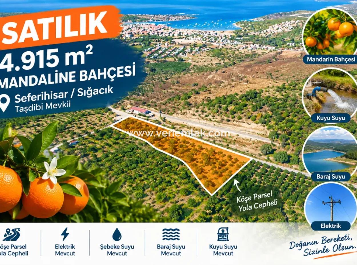 4.915 M² Tangerine Orchard For Sale In Seferihisar Sığacık Taşdibi