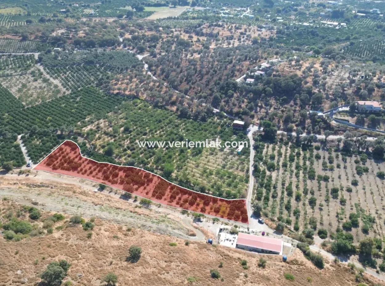 4.915 M² Tangerine Orchard For Sale In Seferihisar Sığacık Taşdibi