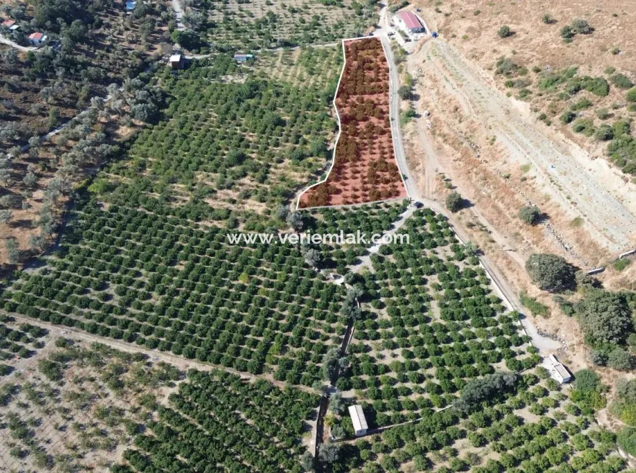 4.915 M² Tangerine Orchard For Sale In Seferihisar Sığacık Taşdibi