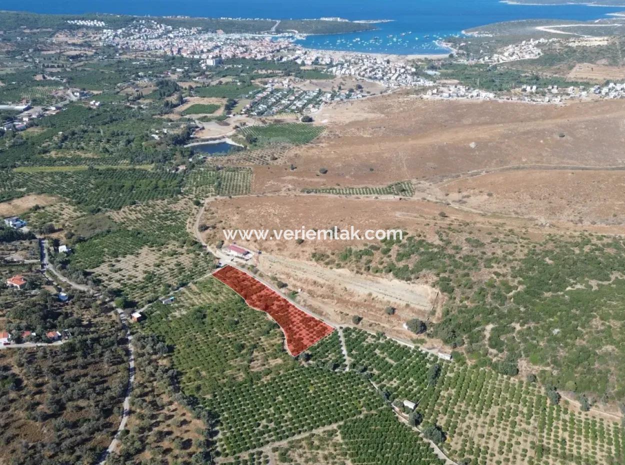 4.915 M² Tangerine Orchard For Sale In Seferihisar Sığacık Taşdibi