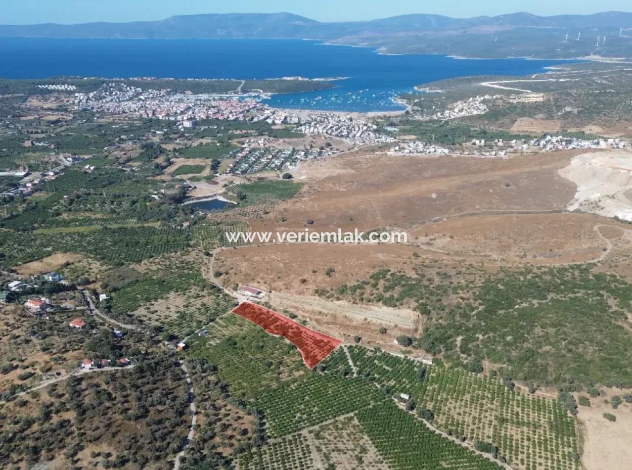 4.915 M² Tangerine Orchard For Sale In Seferihisar Sığacık Taşdibi