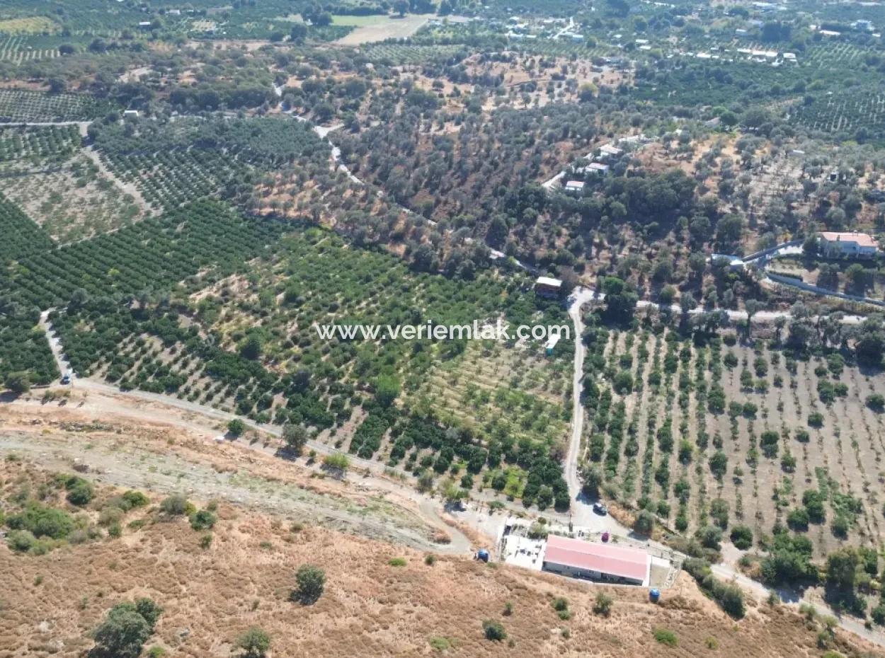 4.915 M² Tangerine Orchard For Sale In Seferihisar Sığacık Taşdibi