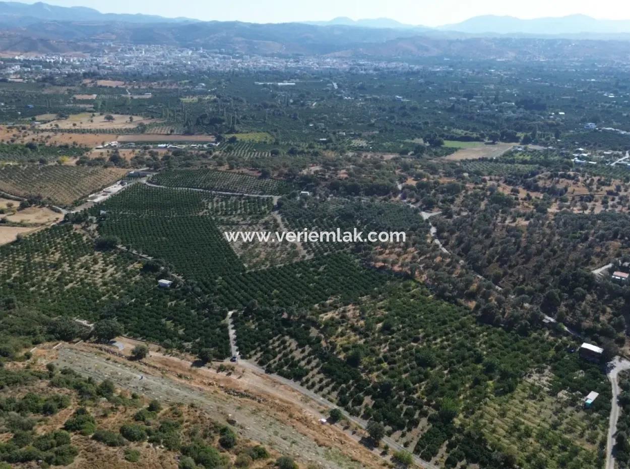 4.915 M² Tangerine Orchard For Sale In Seferihisar Sığacık Taşdibi