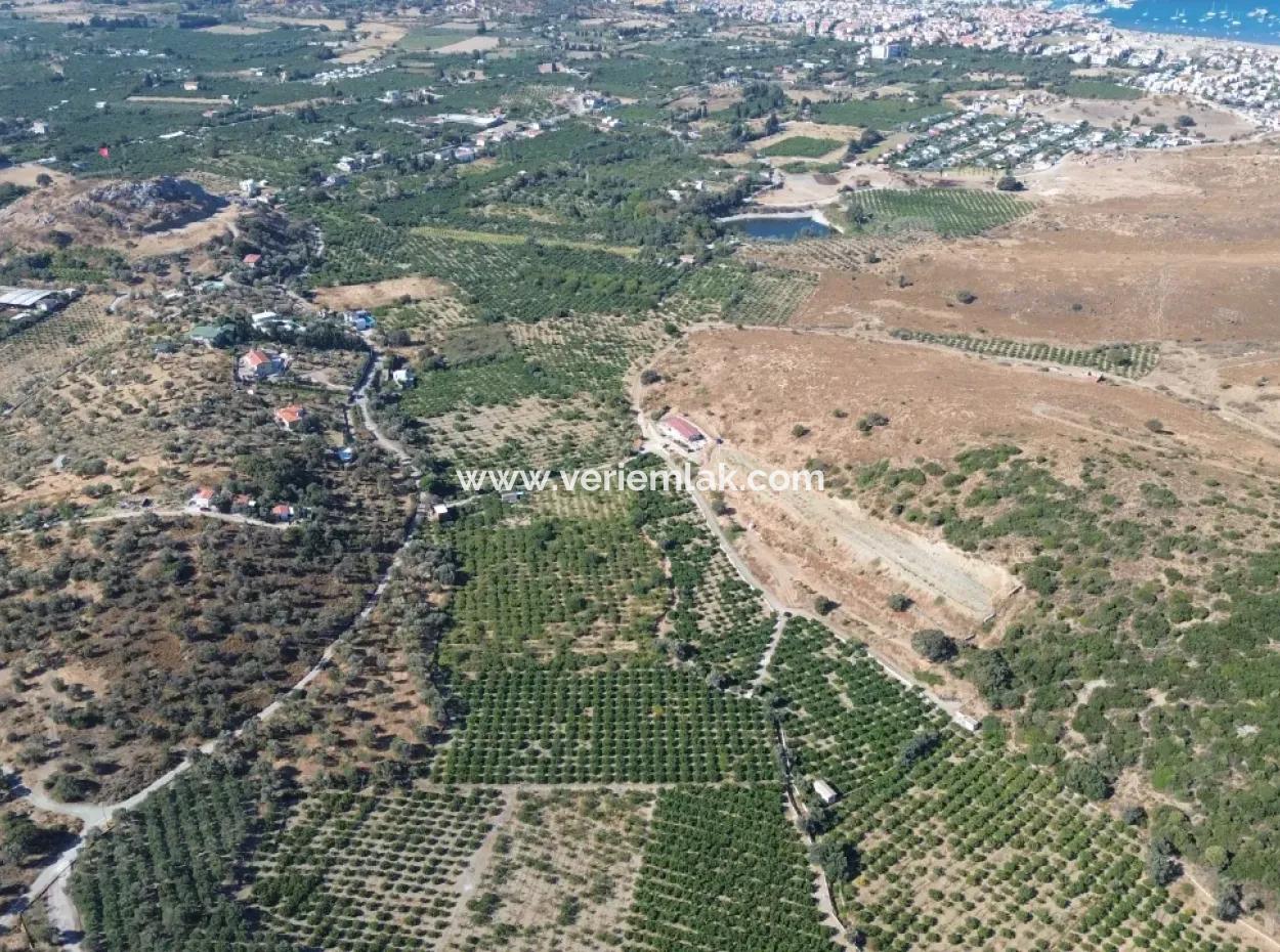 4.915 M² Tangerine Orchard For Sale In Seferihisar Sığacık Taşdibi