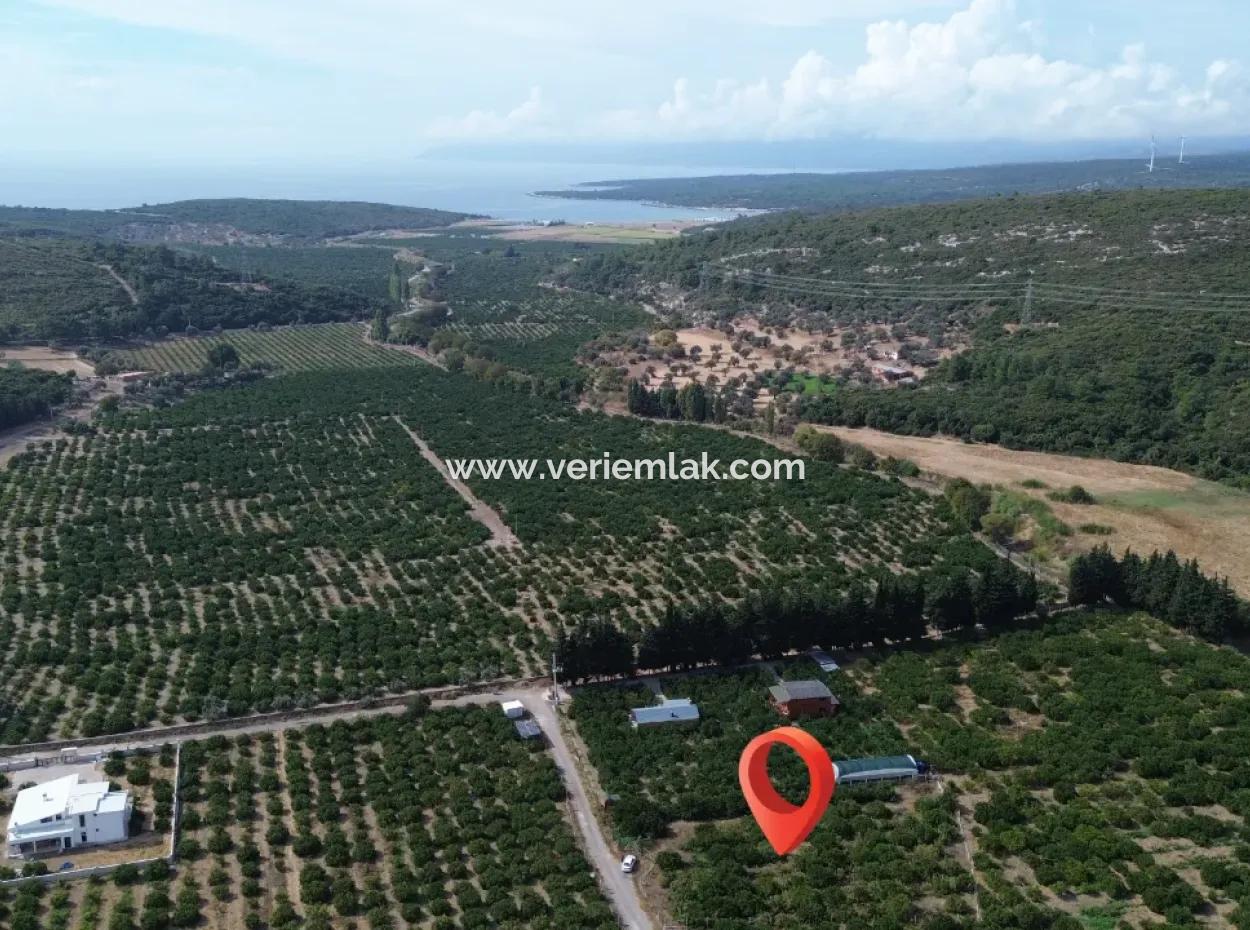 For Sale In Seferihisar Düzce 2.628,64 M² Tangerine Grove