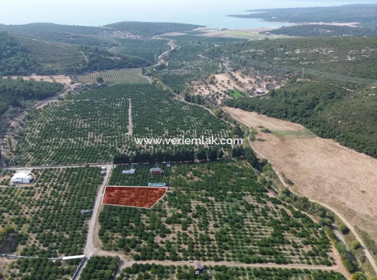For Sale In Seferihisar Düzce 2.628,64 M² Tangerine Grove