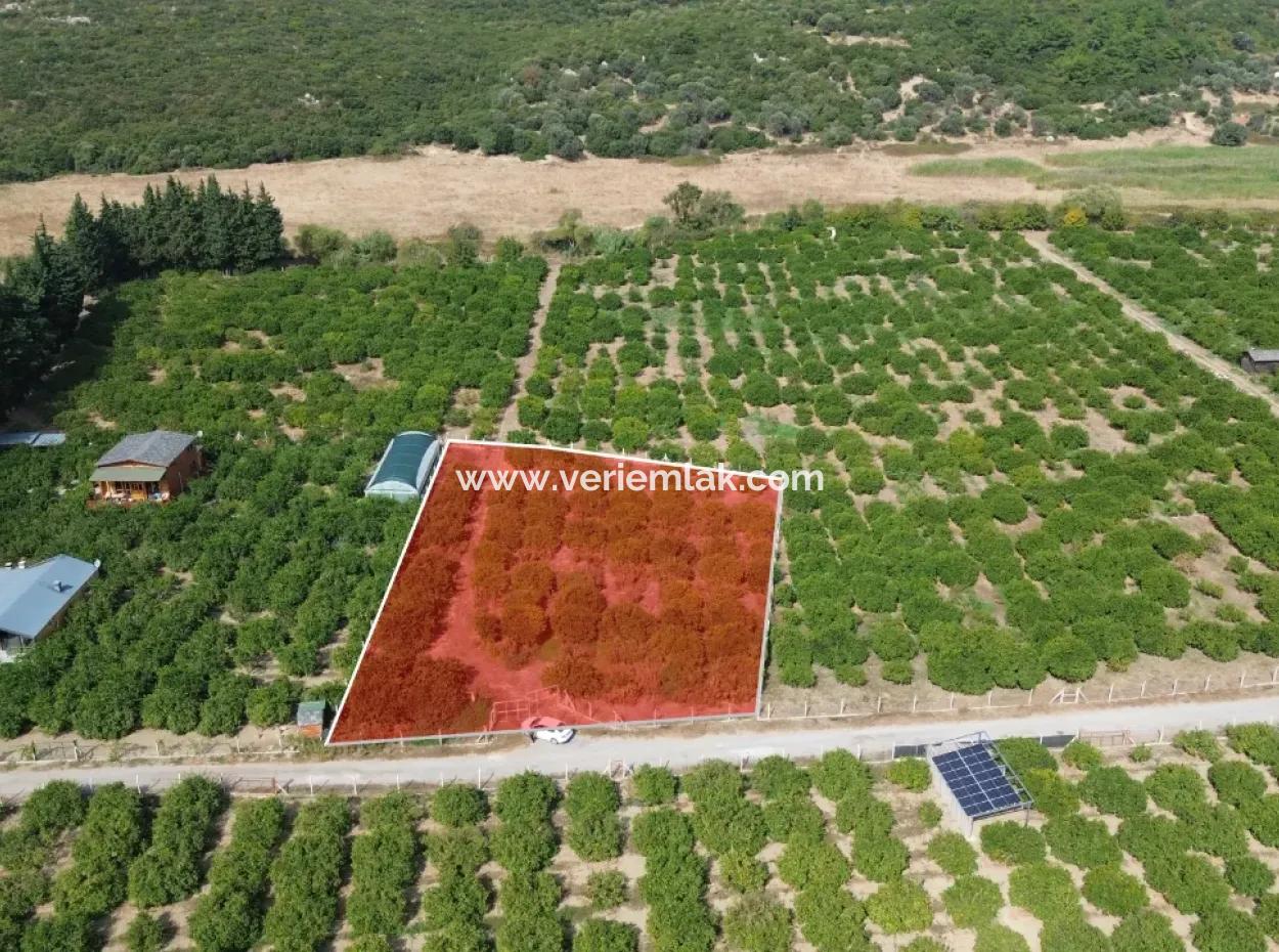 For Sale In Seferihisar Düzce 2.628,64 M² Tangerine Grove