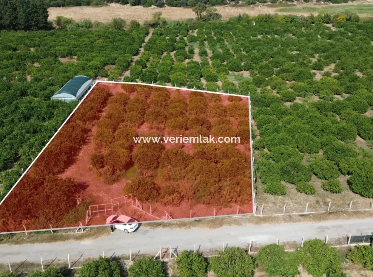 For Sale In Seferihisar Düzce 2.628,64 M² Tangerine Grove