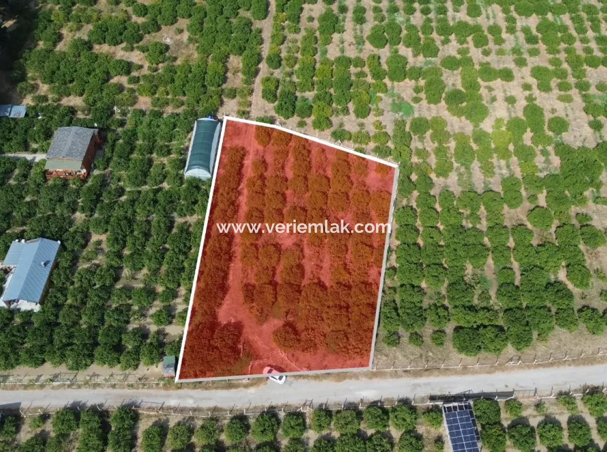 For Sale In Seferihisar Düzce 2.628,64 M² Tangerine Grove