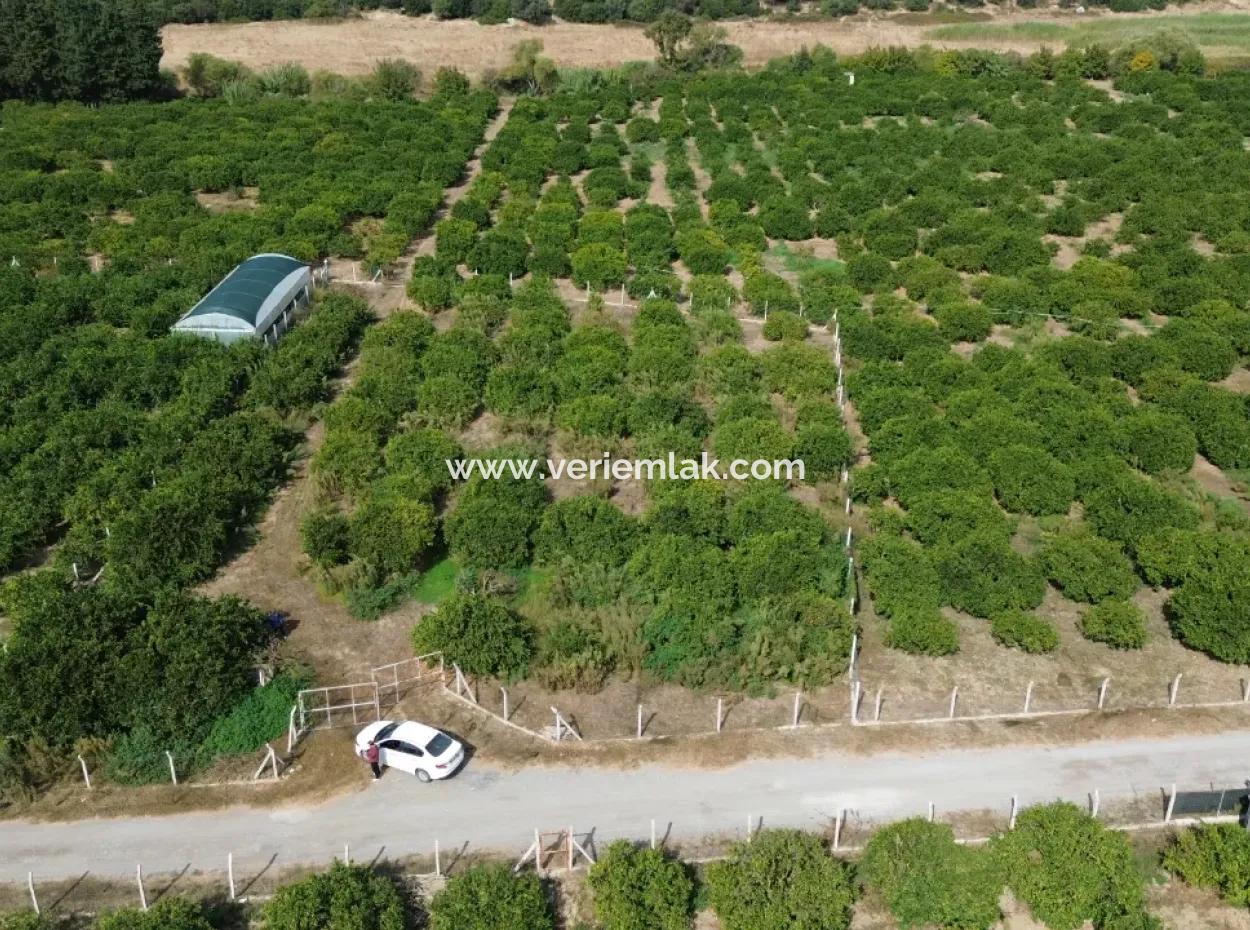 For Sale In Seferihisar Düzce 2.628,64 M² Tangerine Grove