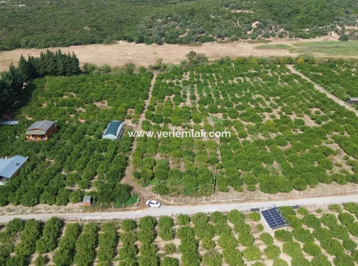 For Sale In Seferihisar Düzce 2.628,64 M² Tangerine Grove