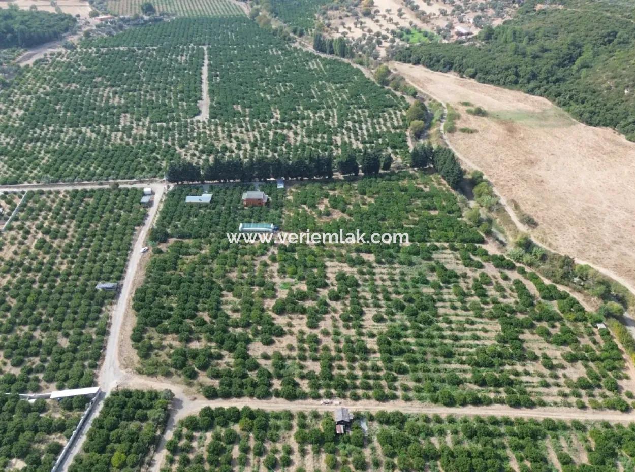 For Sale In Seferihisar Düzce 2.628,64 M² Tangerine Grove
