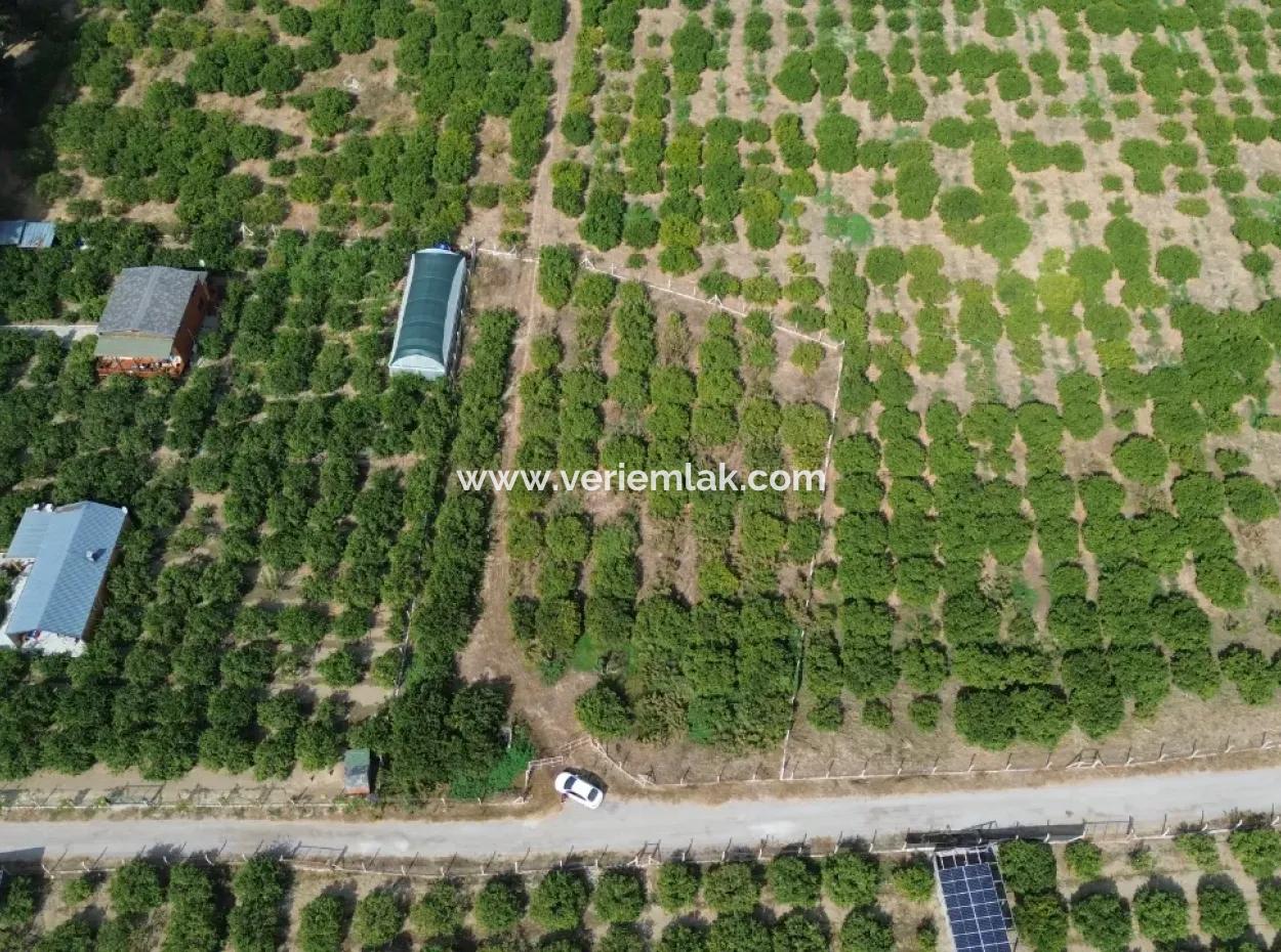 For Sale In Seferihisar Düzce 2.628,64 M² Tangerine Grove