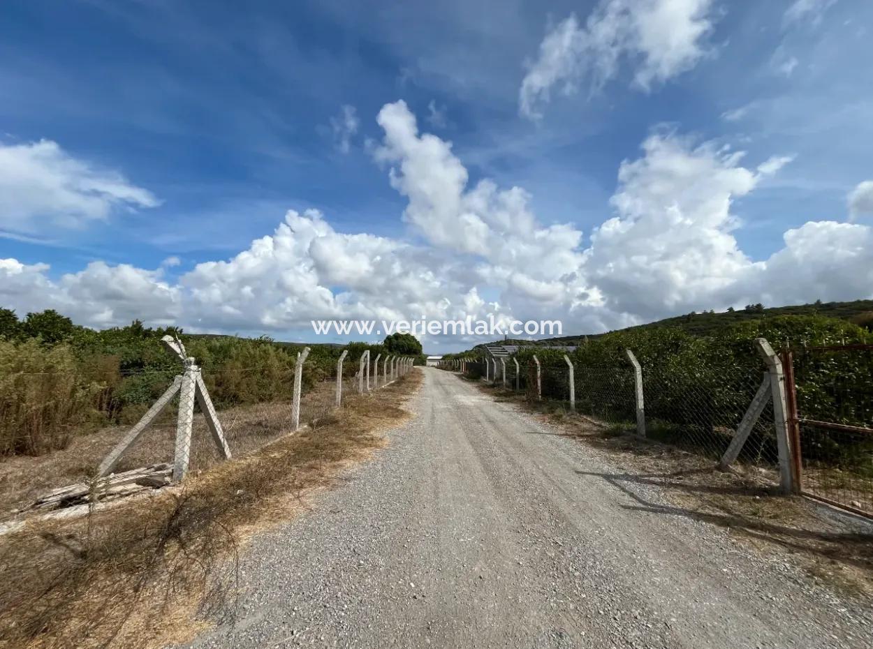 For Sale In Seferihisar Düzce 2.628,64 M² Tangerine Grove