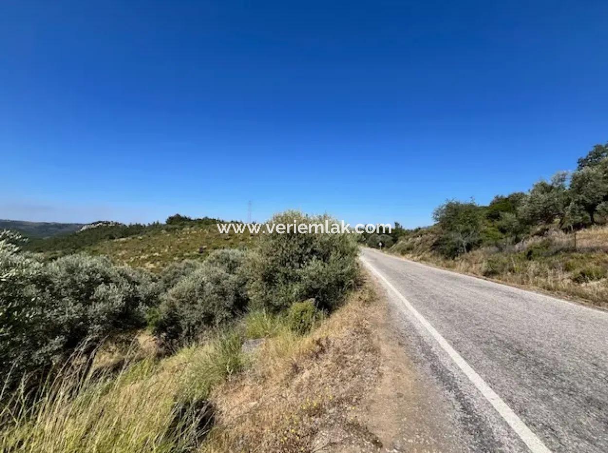Seferihisar Beyler Köycivarı Main Road Frontage 7200M2 Olive Grove