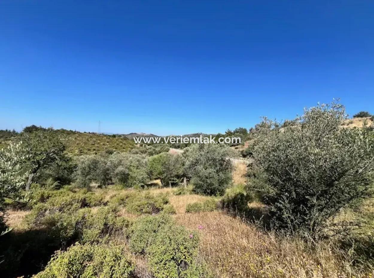 Seferihisar Beyler Köycivarı Main Road Frontage 7200M2 Olive Grove