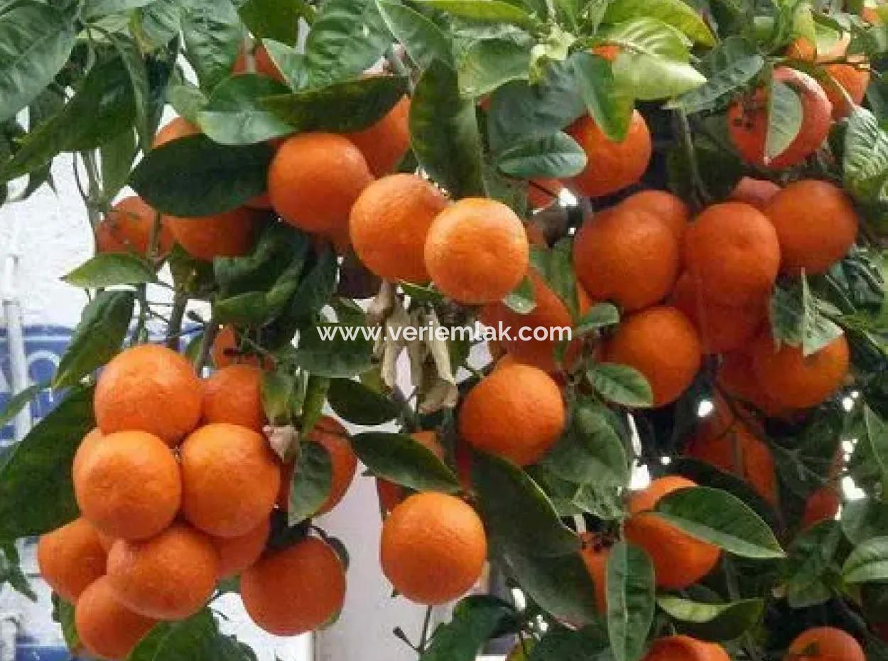 A Parcel Of Interior Tangerine Garden On Sığacık Road