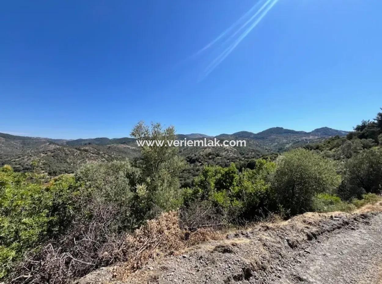 Olive Grove For Sale On Seferihisar Beyler Village Road